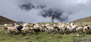 sheep_uttarakhand